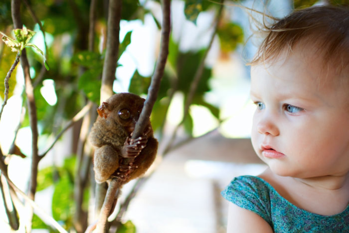 Cute little girl looking at tarsier smallest primate