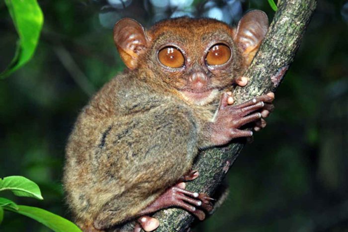 tarsier in tree