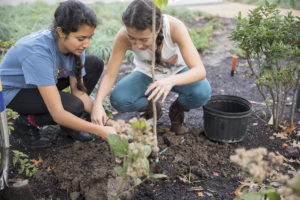 plant trees