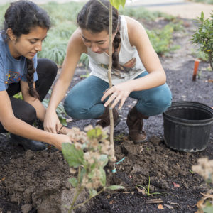 plant trees