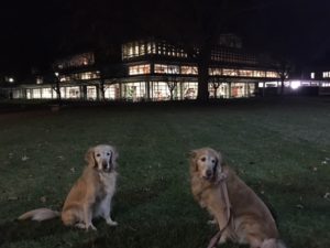 dogs on campus