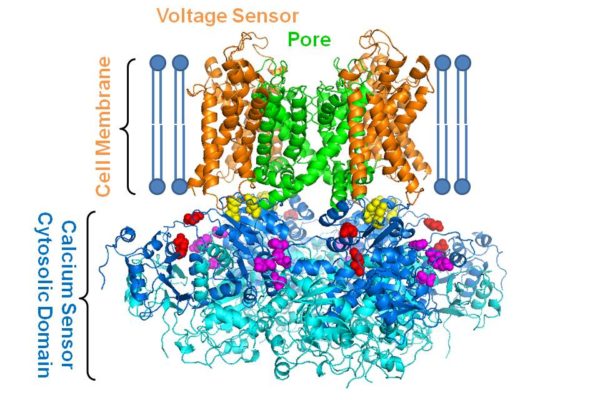 How molecular function affects high blood pressure, other diseases