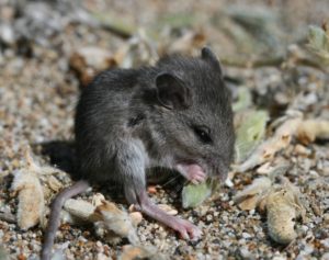 Deer mouse