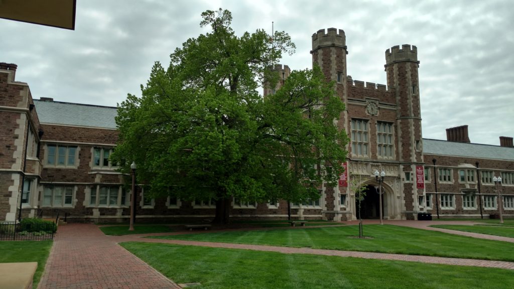 American Basswood in the Quad