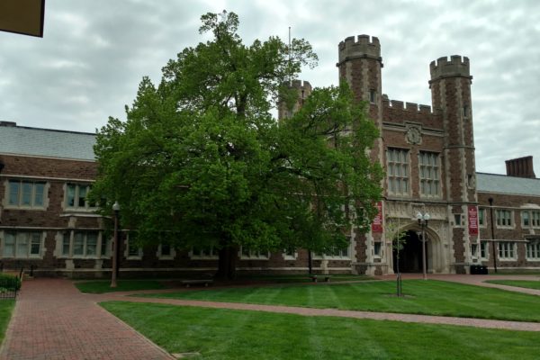 Honoring an American basswood on Arbor Day