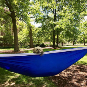 a small, tan, puppy peeks out of a hammock