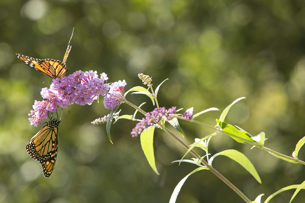 butterflies perch on a flower