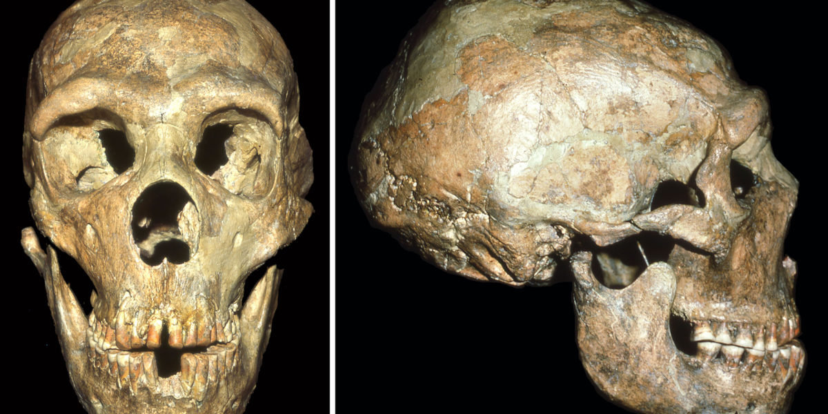 Shanidar 1 skull