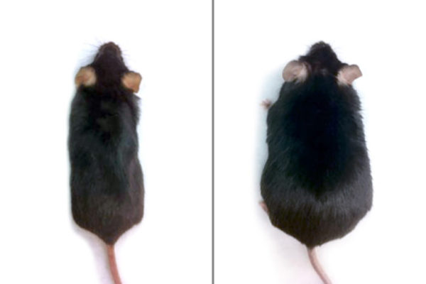 Obesity prevented in mice fed high-fat diet