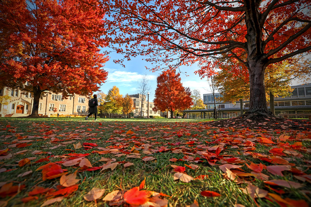 fall leaves on campus