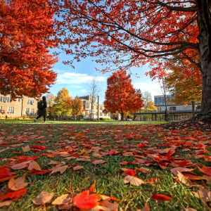 fall leaves on campus