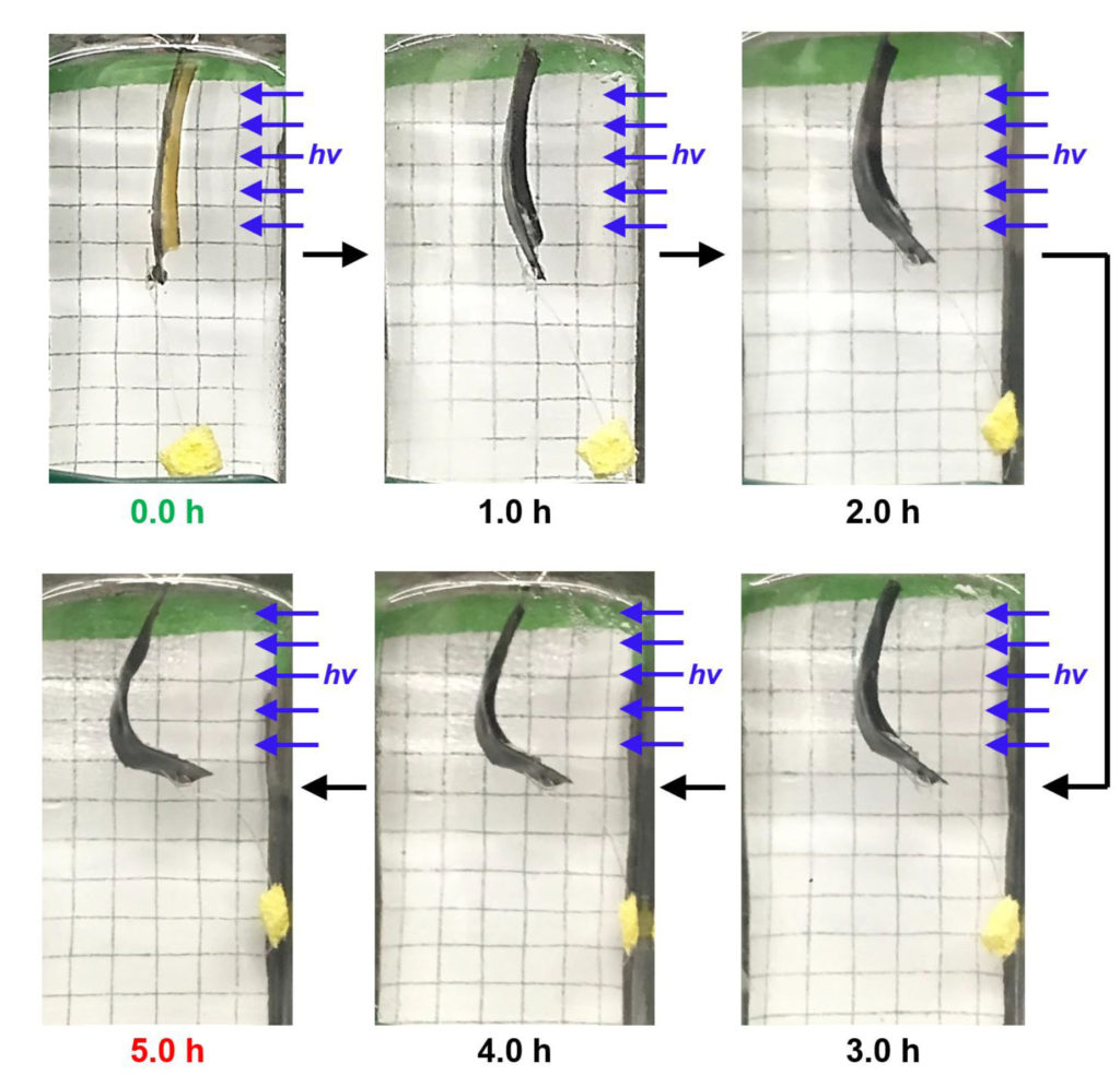 Artificial Molecular Muscle