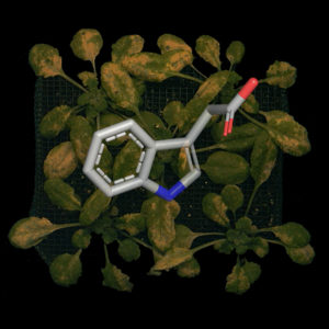 Enzyme from plant pathogen