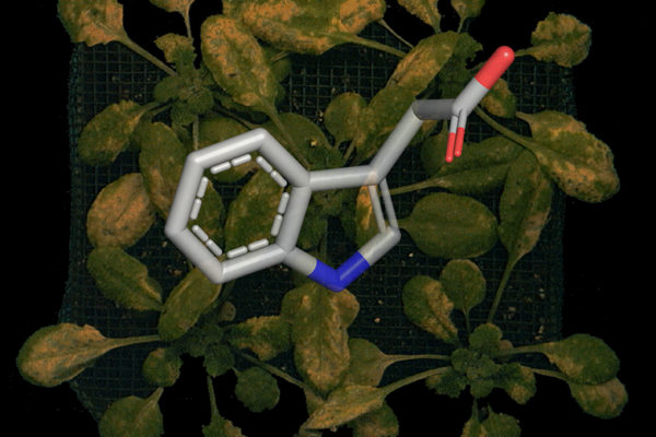 Plotting the path of plant pathogens