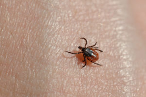 black-legged tick