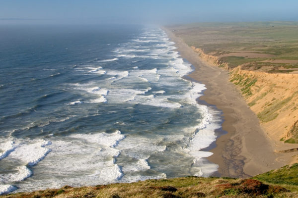 New life for endangered coastal lupine