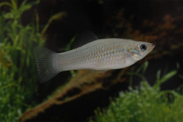 Despite odds, fish species that bypasses sexual reproduction is thriving