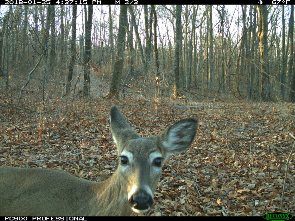 White-tailed deer 