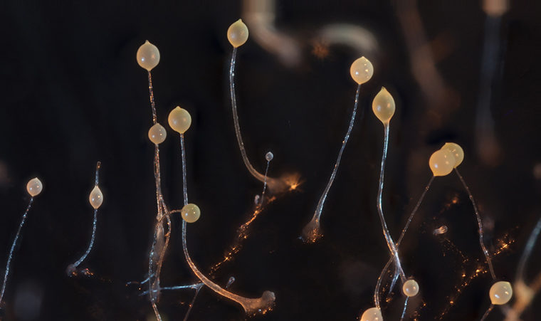 Dictyostelium discoideum