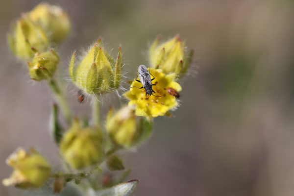 Bugged out by climate change