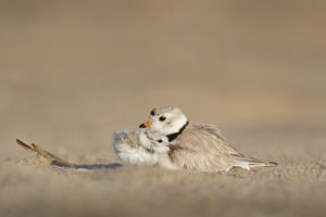 piping plover