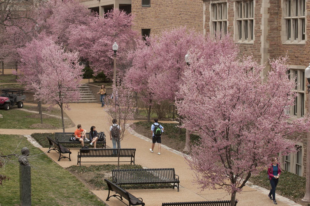 cherry trees in bloom