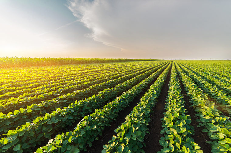 rows of soybeans