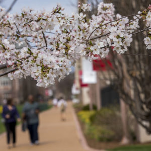 Spring flowers