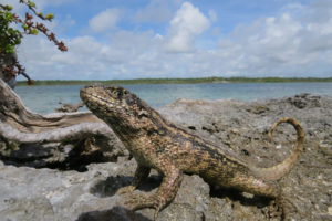 Leiocephalus carinatus lizard