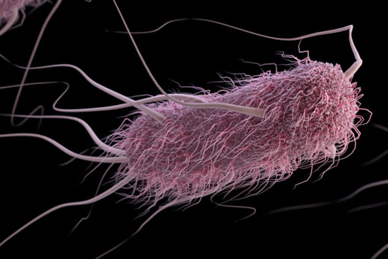 E. coli image