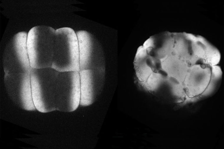 Developing zebrafish embryos