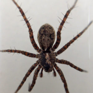 wolf spider