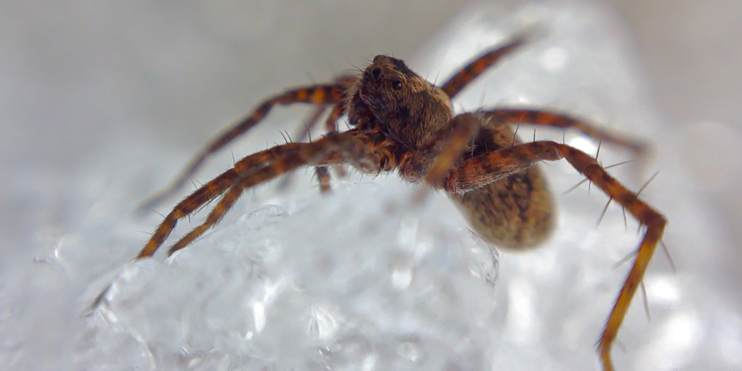 Predating Spiders Warming alters predator-prey interactions in the Arctic - The Source ...