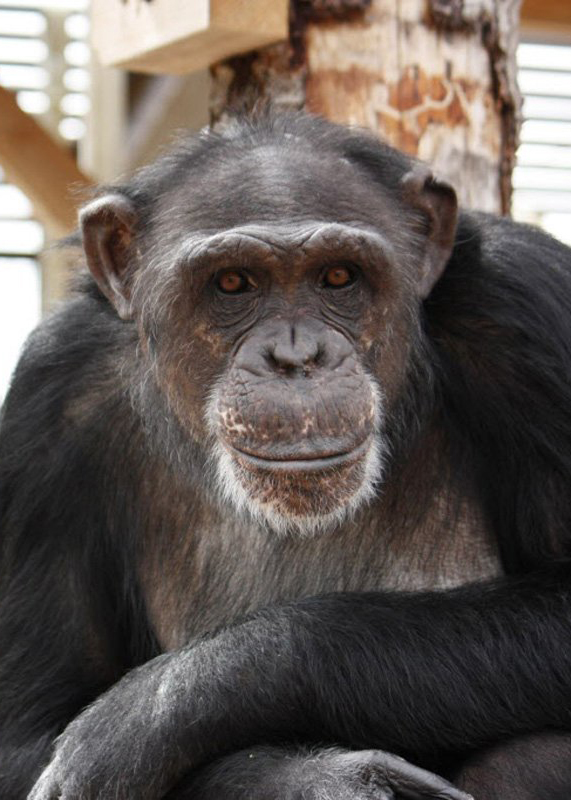 Adult chimpanzee