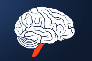 Brainstem