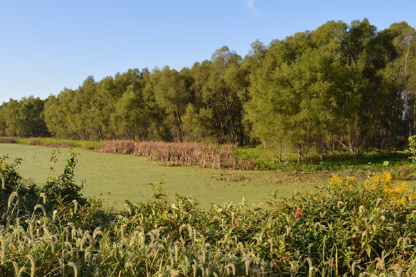 Heavy metals control the ‘breath’ of wetlands