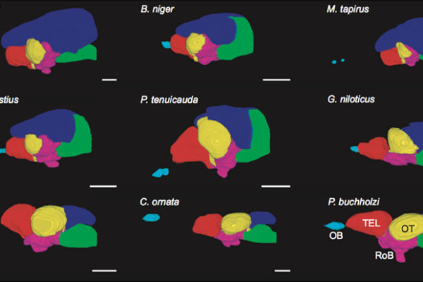 New maps hint at how electric fish got their big brains