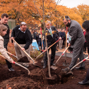 tree planting