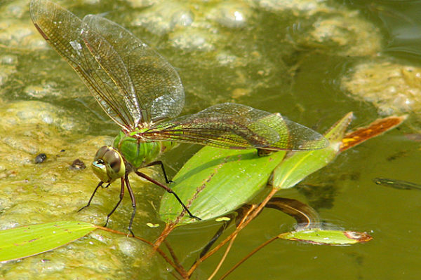 At Experiment Site, Dragonflies Key to Change