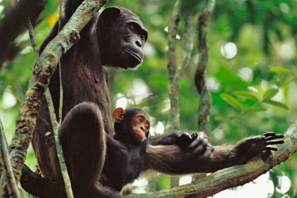 Protecting Wild Apes