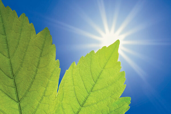 Energy Interdependence