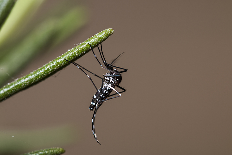 Asian Tiger Mosquito