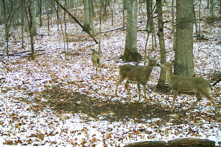 Deer in snow