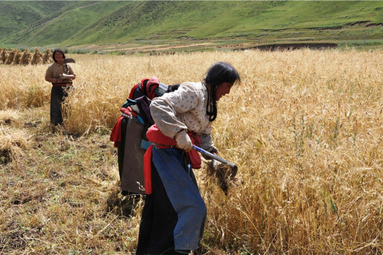 barley harvest in Tibet