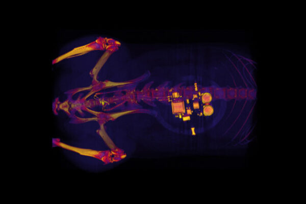 Tiny, implantable device uses light to treat bladder problems