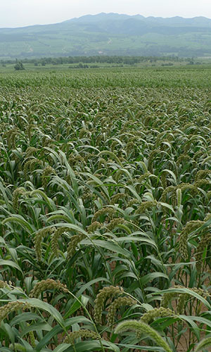 foxtail millet field