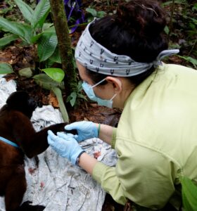 Krista Millich and woolly monkey