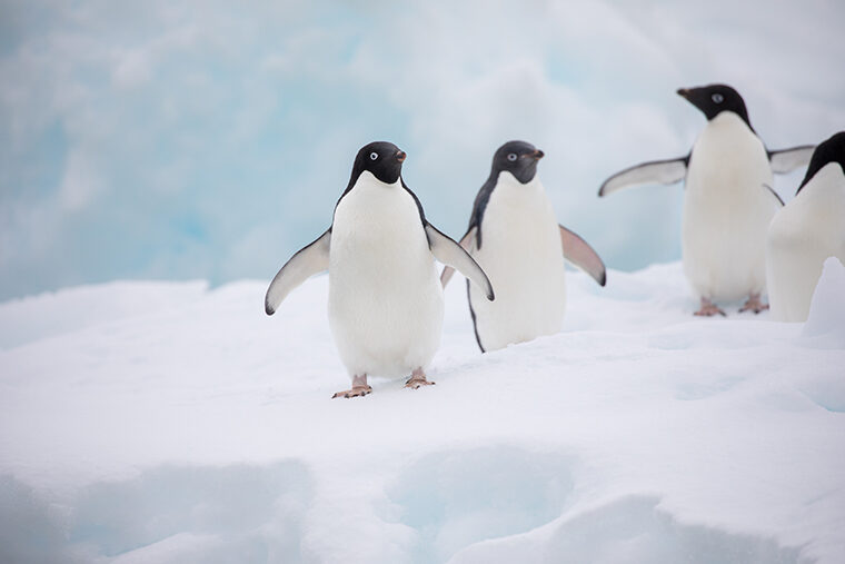 Penguins