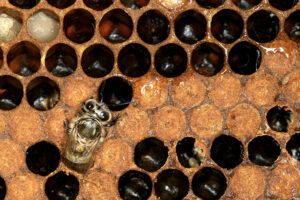 bee birth