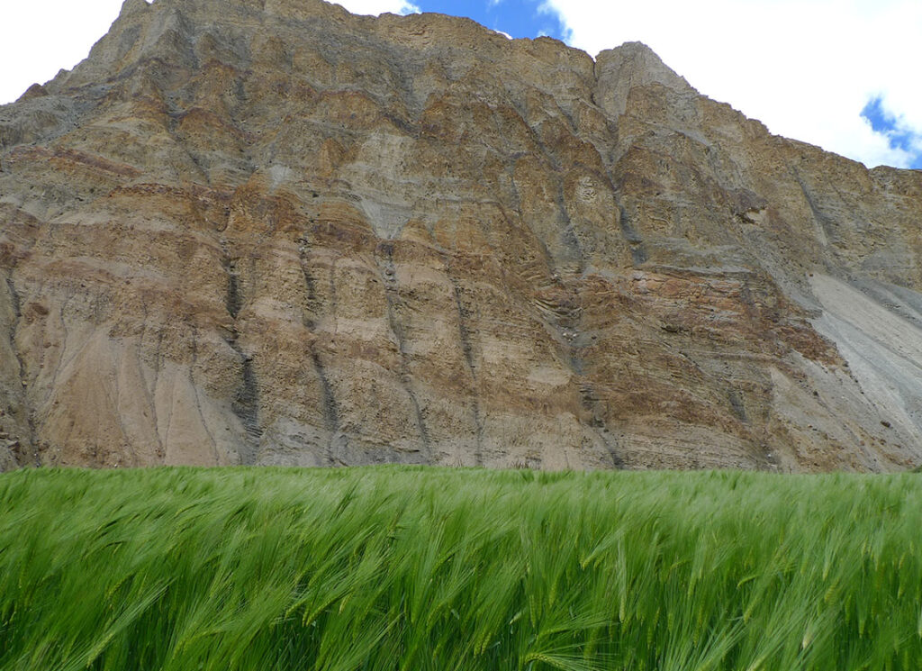 Winter barley field in the Himalayas, south central Tibet. Photo by Xinyi Liu.